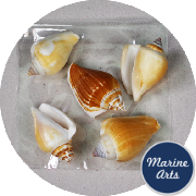 8828-P8 - Craft Pack - Tulip Conch